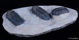 Triple Phacops Trilobite Plate - Very Displayable #2308-5